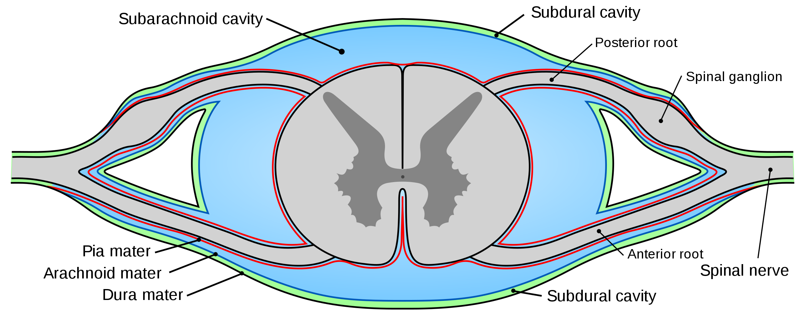 Dibujo de un segmento de la médula espinal con meninges y otras estructuras etiquetadas; todas las estructuras están listadas en el texto