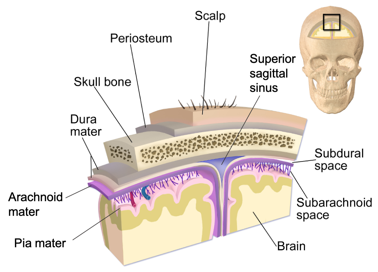 From superficial to deep, the protective structures are: scalp, periosteum, skull bone, and meninges