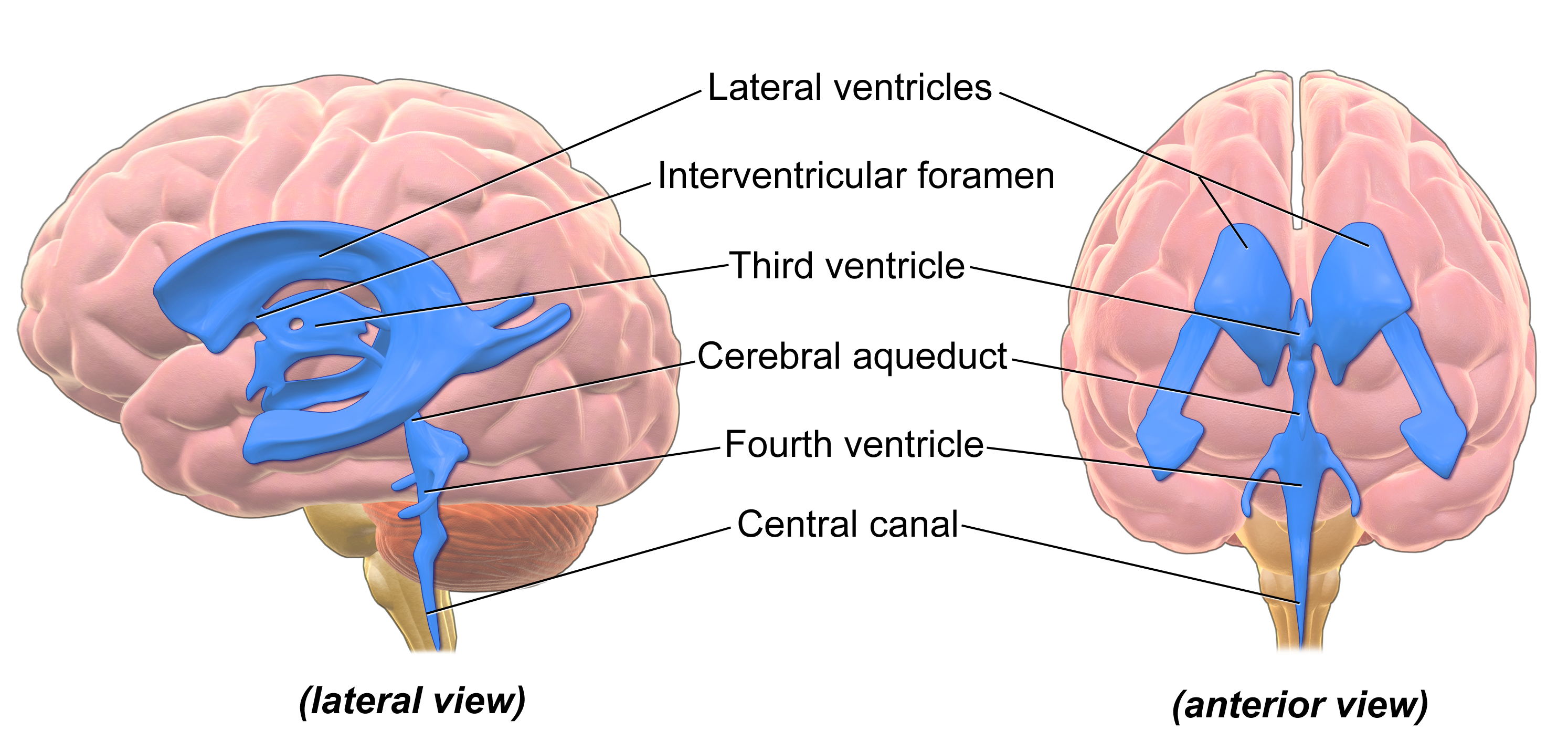 Vista lateral y anterior de los ventrículos representados por regiones azules dentro del cerebro