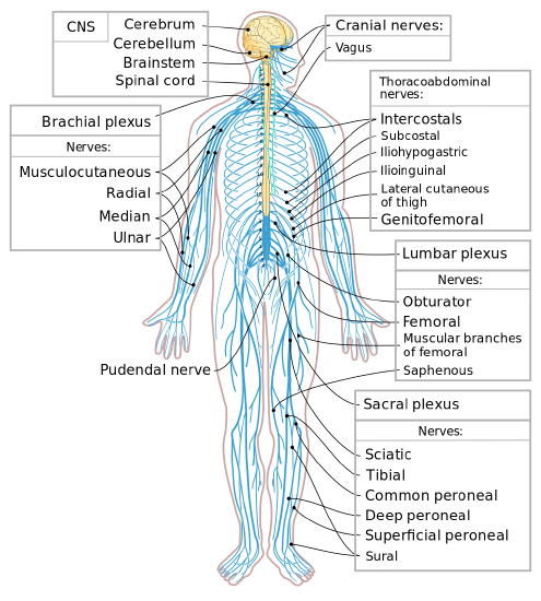 Diagrama del cuerpo humano que muestra las estructuras del sistema nervioso central y periférico; la leyenda enumera todas las estructuras etiquetadas