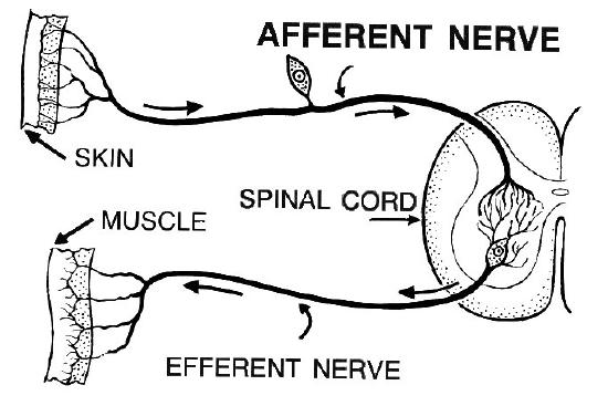 Afferent nerve brings sensory info from skin to spinal cord; efferent nerve brings motor info from spinal cord to muscle