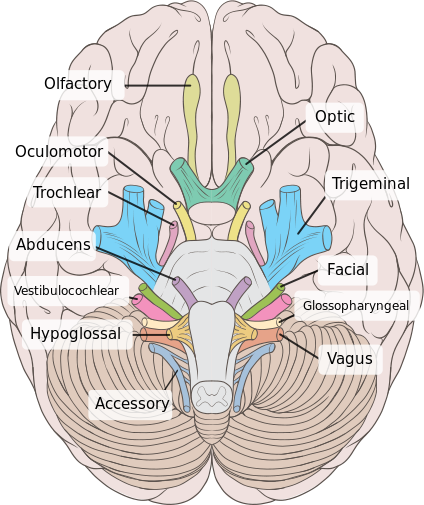 Superficie inferior del cerebro humano con 12 pares de nervios craneales representados; tabla en el texto enumera nombres de nervios craneales