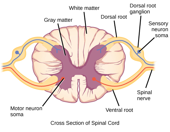 Médula espinal: muestra materia gris/blanca, nervio espinal, raíz ventral/dorsal, ganglio de la raíz dorsal, soma de neurona sensorial/motora