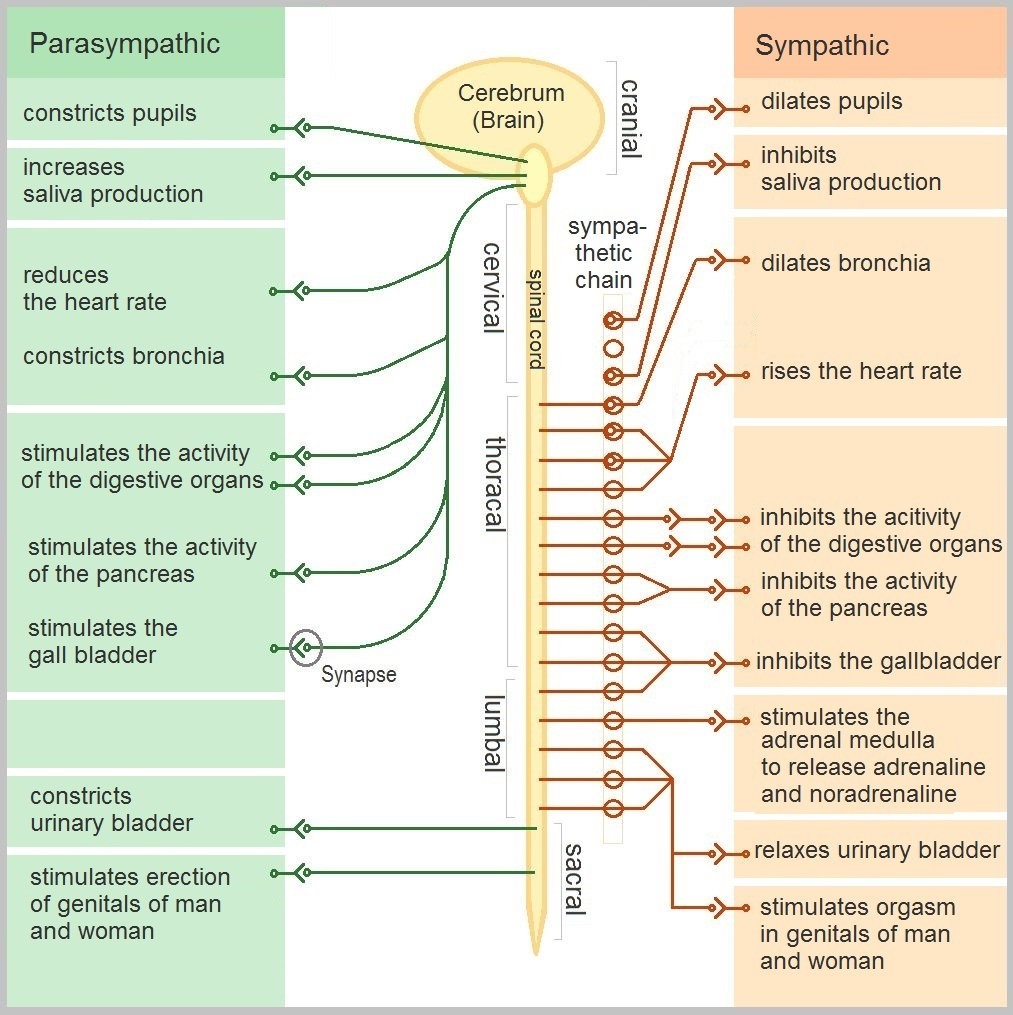 Parasympathetic (cranial/sacral) & sympathetic (thoracic/lumbar) effects on body organs; all effects listed in the text