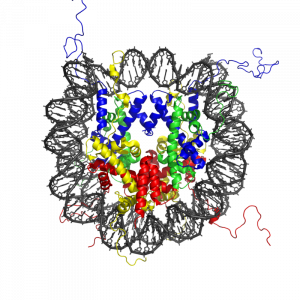 Modelo de una proteína histona.