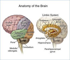 Los muchos lóbulos y partes del cerebro.