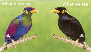 Vemos un pájaro negro mientras que los pájaros ven un pájaro morado, verde y azul.