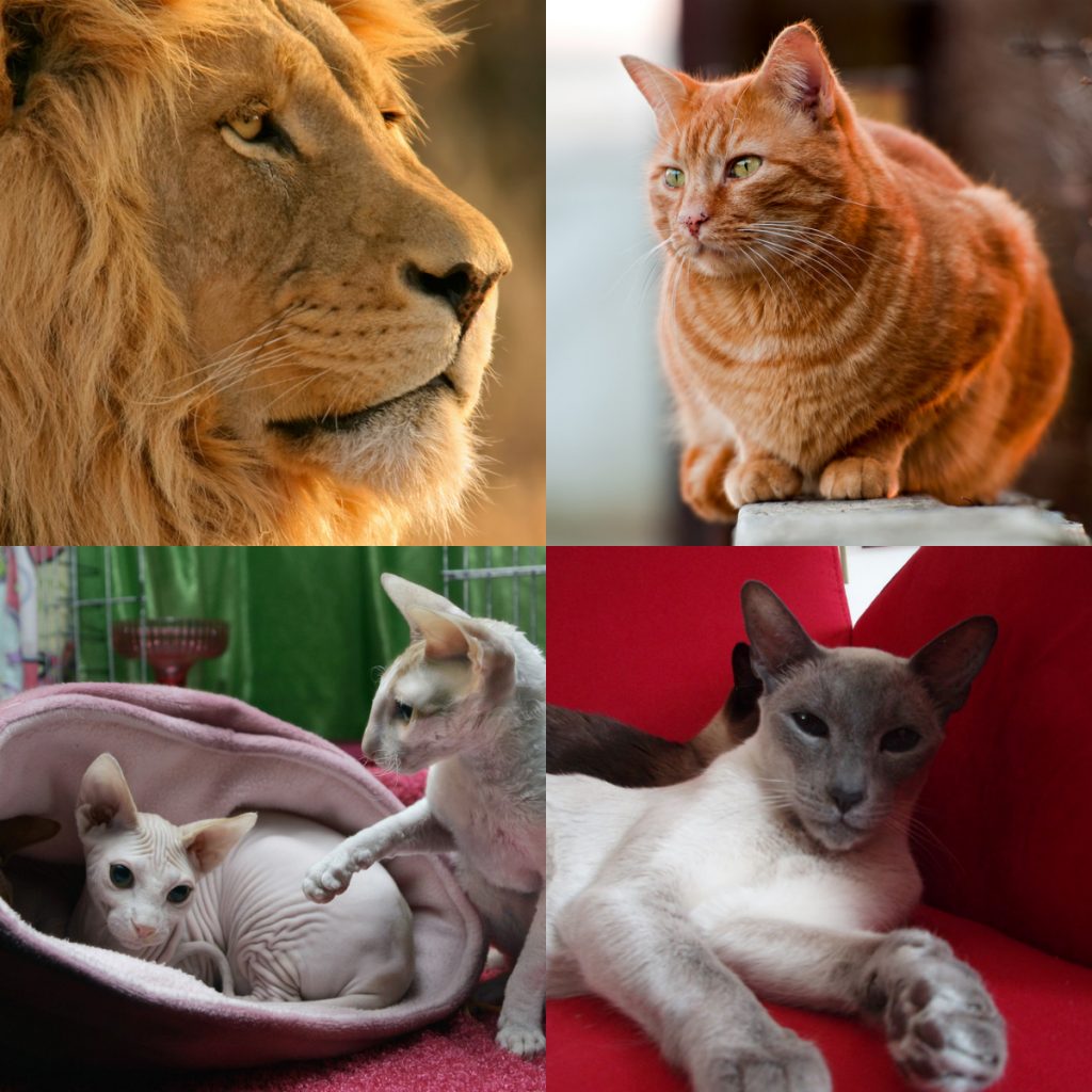 Leones y diferentes razas de gatos.