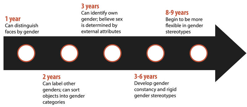 Un cronograma que resume la información dada en el párrafo anterior sobre las habilidades de los niños para clasificar el género a diferentes edades.