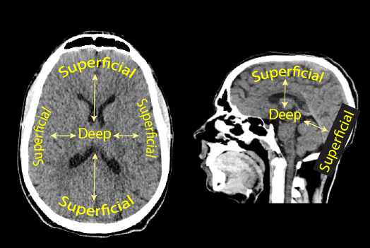 Cerebro humano en cruzes/secciones sagital: “superficial” marcado en el exterior con flechas bidireccionales a “profundo” marcadas en el centro