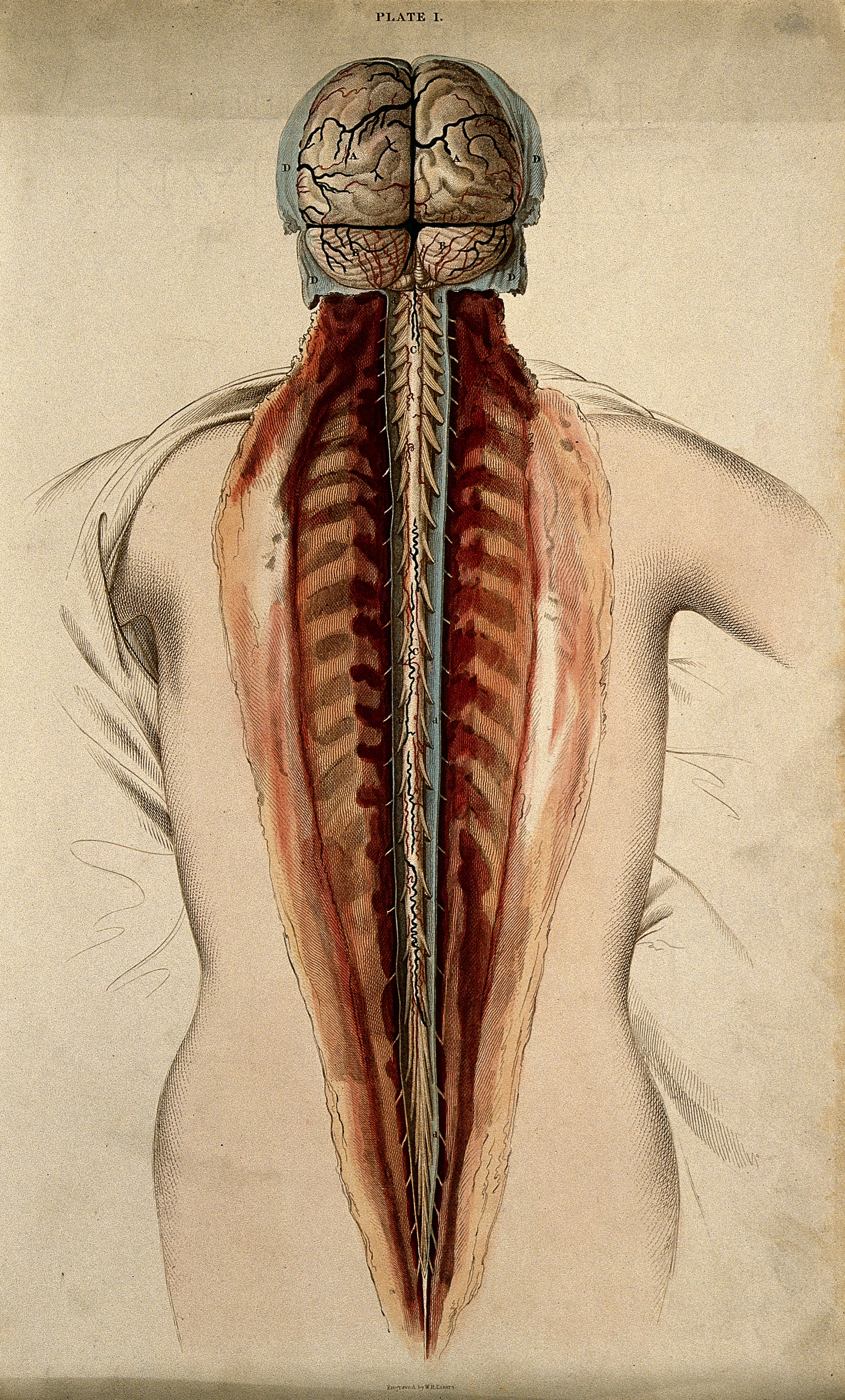 A colored line engraving of the brain and spinal cord shown from a dissection of the back