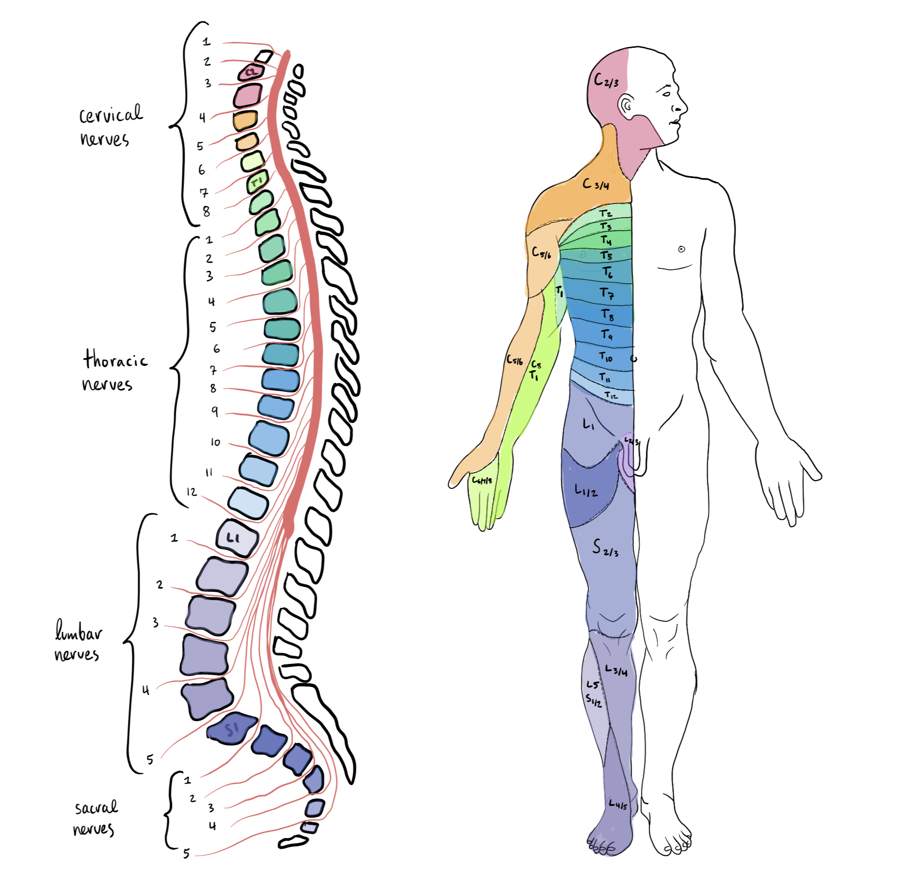 Segmentos de médula espinal en columna vertebral y áreas corporales correspondientes: 8 nervios cervicales, 12 torácicos, 5 lumbares y 5 sacros