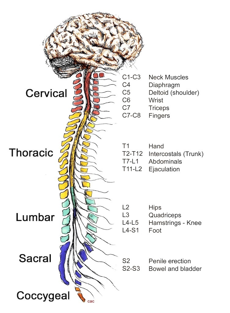 Regiones de la médula espinal (cervical, torácica, lumbar, sacra, coccígea) en columna vertebral con funciones representativas