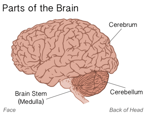 Dibujo del cerebro que muestra una vista lateral superficial; áreas etiquetadas listadas en subtítulo