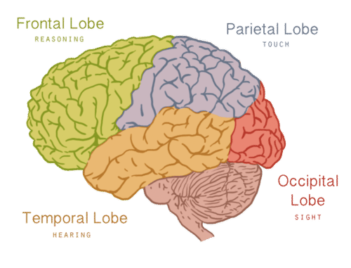 Cada hemisferio del cerebro consta de cuatro lóbulos; la imagen muestra una función de cada lóbulo, como se indica en el texto