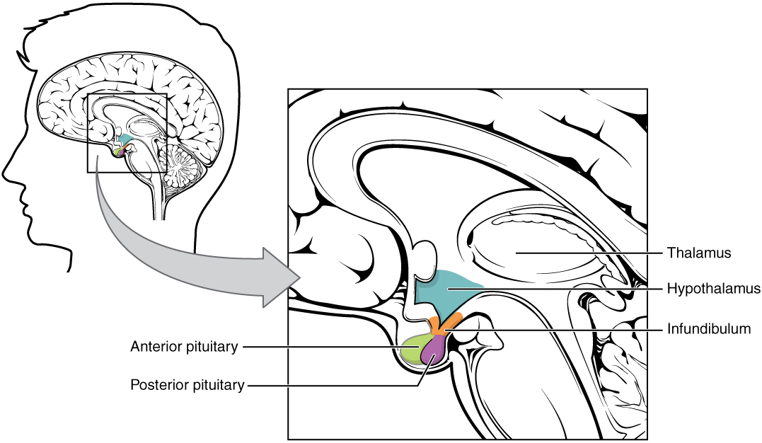 Diagram with the thalamus, hypothalamus, infundibulum, and pituitary gland (divided into anterior and posterior parts) 