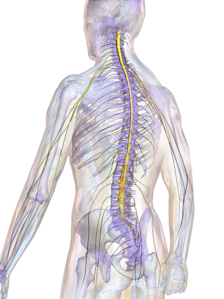 Diagram of posterior human figure with the spinal cord, spinal nerves and bones indicated