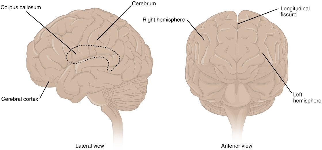 Vistas laterales y anteriores del cerebro con el cuerpo calloso delineado; todas las estructuras etiquetadas se enumeran en el texto