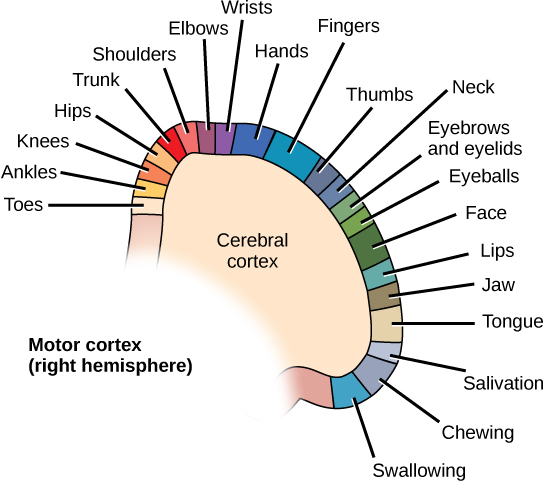Las áreas del cuerpo representadas en la corteza motora primaria; las cercanas al cuerpo tienden a estar cerca, como la muñeca, la mano y los dedos