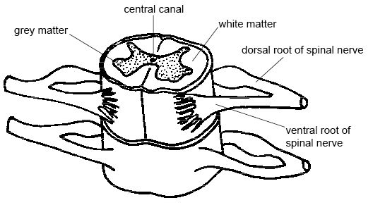 Drawing of spinal cord showing gray matter, white matter, central canal, dorsal roots and ventral roots