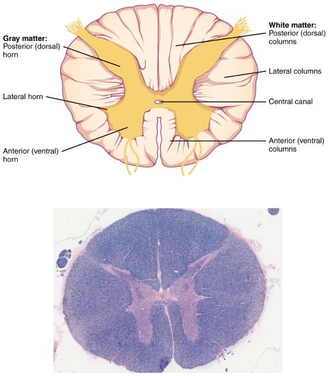 Drawing and photograph of spinal cord cross section; labeled structures on the drawing are listed in the caption