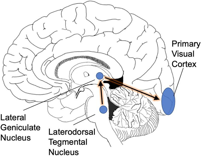 sección del cerebro sagital con flecha de pones a tálamo a corteza occipital mostrando dirección de onda PGO