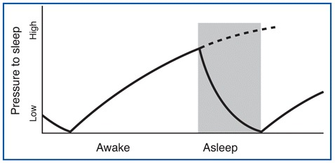 gráfico que muestra la presión para dormir aumenta a medida que pasamos de los períodos de vigilia a sueño