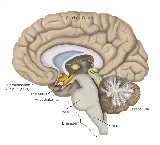 sección sagital del cerebro con médula, glándula pineal e hipotálamo mostrado