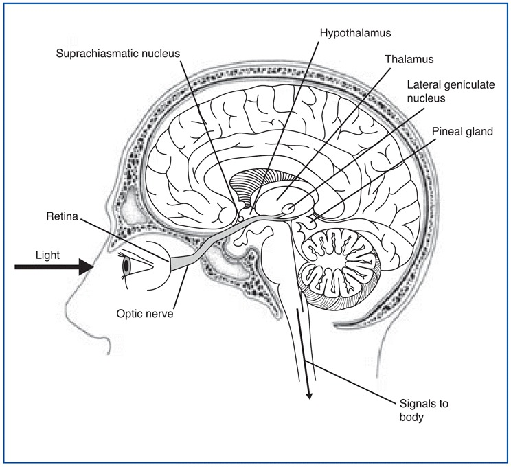 vista sagital - luz que ingresa al ojo, retina, nervio óptico, SCN, tálamo, núcleo geniculado lateral, hipotálamo y glándula pineal