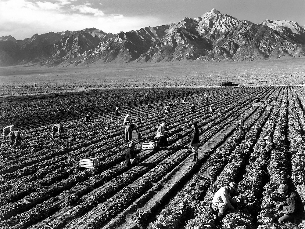 1943 black-and-white photograph of Japanese Americans working on a farm at Manzanar Relocation Center. Photograph by Ansel Adams.