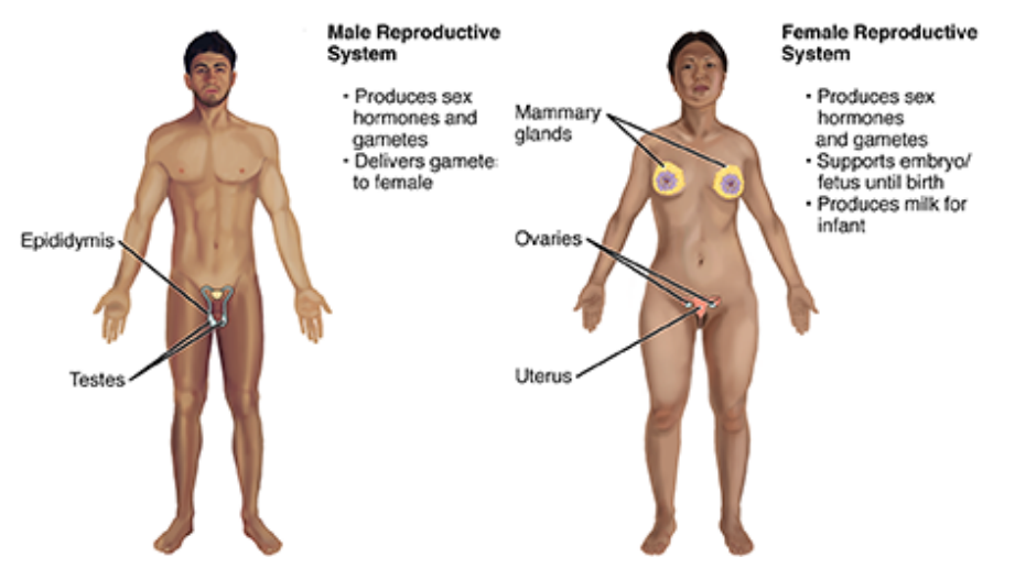 Male and female outlines with some reproductive structures labeled; the caption lists those indicated
