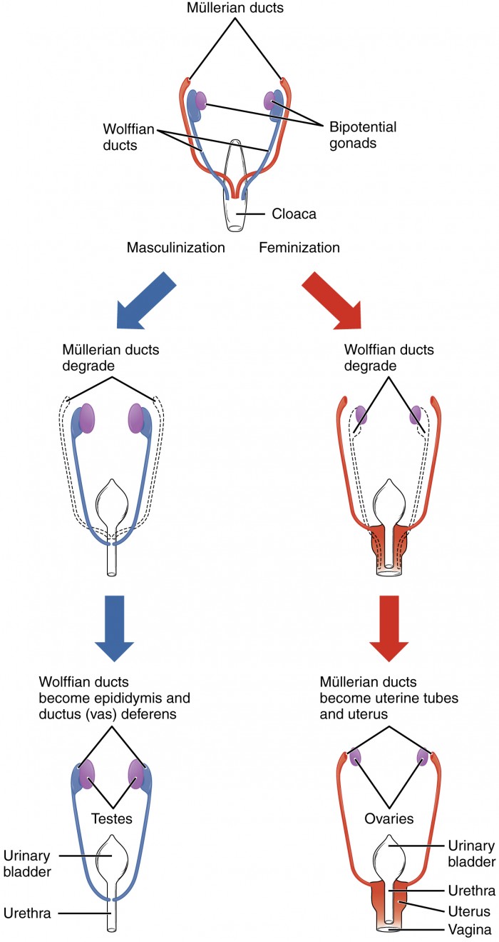 Diagrama de dos sistemas de conductos embrionarios que forman estructuras reproductivas internas masculinas y femeninas; descrito en subtítulo