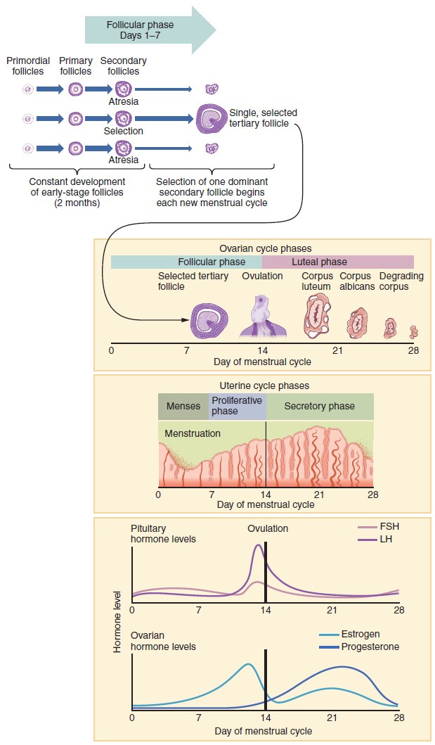 Diagrams of follicle development, ovarian and uterine cycle phases, and hormone levels, as described in the text
