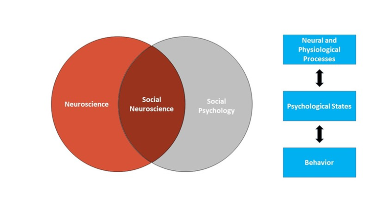 Venn diagram showing social neuroscience as a space of overlap between neuroscience and social psychology, and the bi-directional influence between neural and physiological processes and psychological states and behavior.