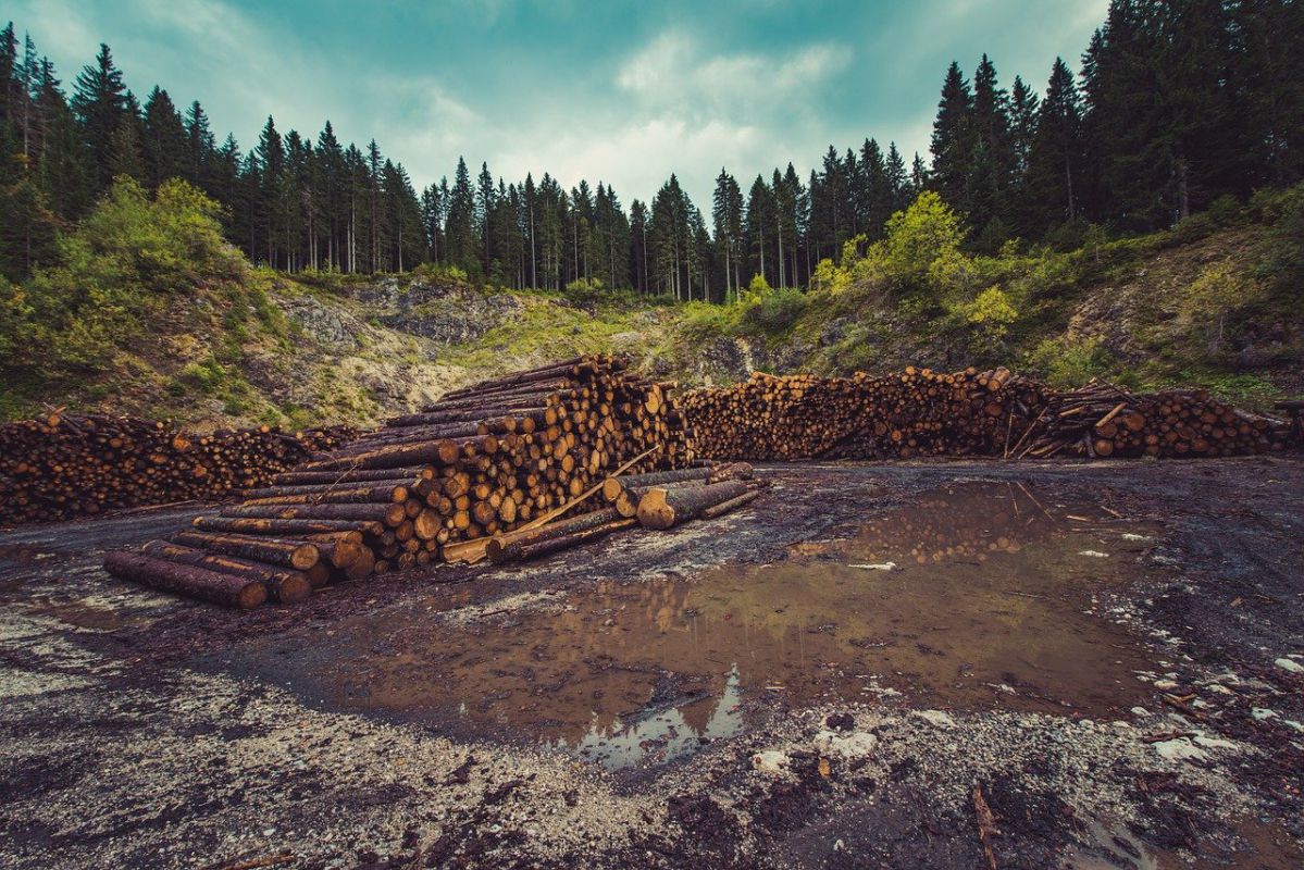 Photograph of a number of cut logs set in a rocky depression in a forest.