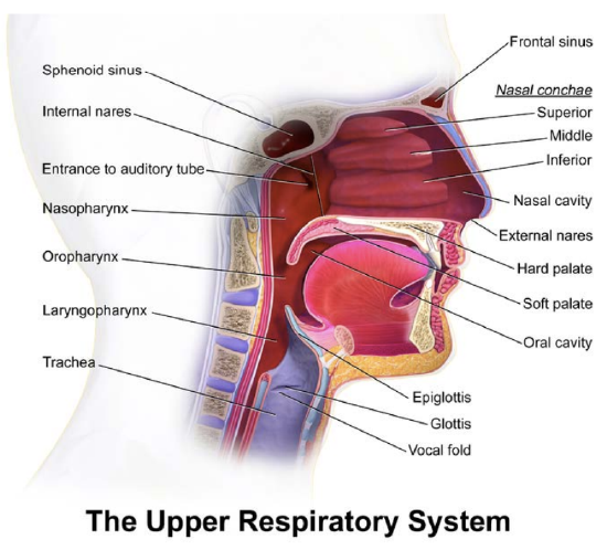 The upper respiratory system showing showing the various structures