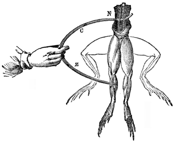 dibujo del experimento de electricidad de pata de rana de Galvani