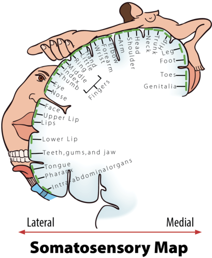 Body areas represented on primary somatosensory cortex; proportional drawings of body areas are along the outer edge