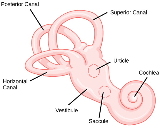 Hearing and the Vestibular system.jpg