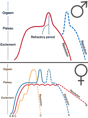 Gráficas de los ciclos de respuesta sexual humana masculina y femenina, tal como se describe en el texto