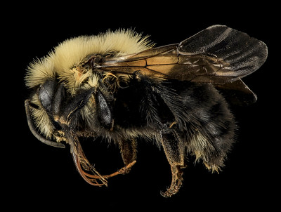 Photograph of bumble bee with both male and female sexual parts
