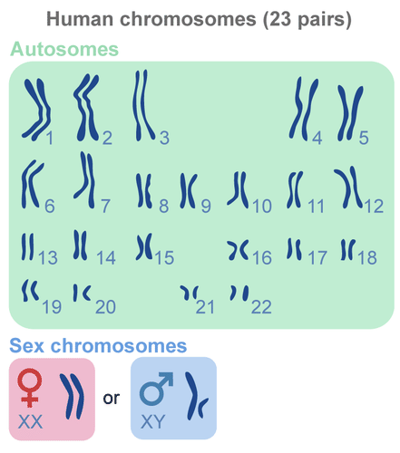 Drawing of 22 pairs of autosomes and one pair of sex chromosomes, either XX (female) or XY (male)