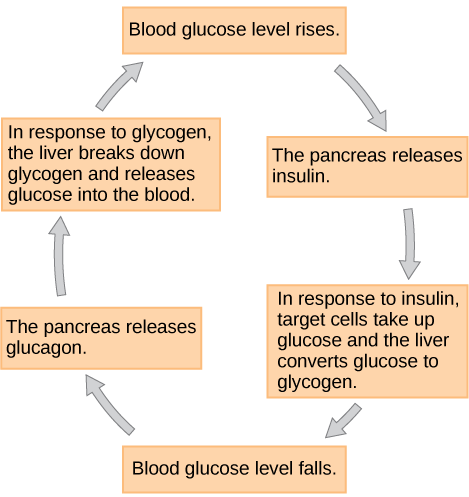 Cuando los niveles de glucosa en sangre bajan, el páncreas secreta la hormona glucagón. El glucagón hace que el hígado descomponga el glucógeno, liberando glucosa en la sangre. Como resultado, los niveles de glucosa en sangre suben. En respuesta a altos niveles de glucosa, el páncreas libera insulina. En respuesta a la insulina, las células diana absorben glucosa y el hígado convierte la glucosa en glucógeno. Como resultado, los niveles de glucosa en sangre bajan.