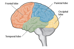 4: Overview of Brain Development