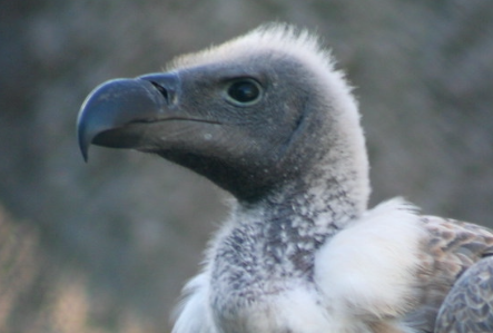 A vulture head in profile