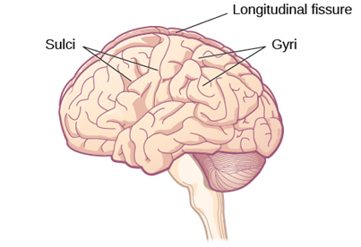 The surface of the brain is covered with gyri and sulci. A deep sulcus is called a fissure, such as the longitudinal fissure that divides the brain into left and right hemispheres