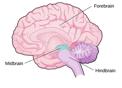 The brain and its parts can be divided into three main categories: the forebrain, midbrain, and hindbrain.