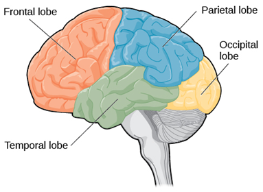 The four lobes of the brain Temporal on bottom, Frontal lobe in front, Parietal lobe on top, Occipital lobe in back.