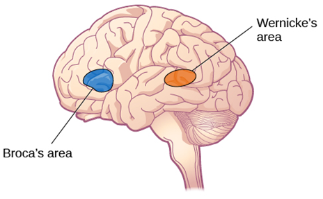 Location of Broca’s area and Wernicke’s area in the brain. Broca's area is located in the frontal lobe and Wernicke's located in the parietal lobe