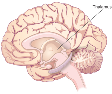 Thalamus located in the center of the brain